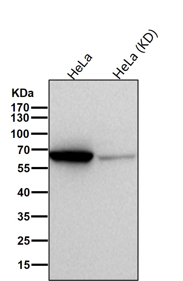 Syntaxin binding protein 1 Ab