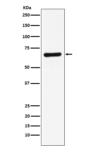 Syntaxin binding protein 1 Ab