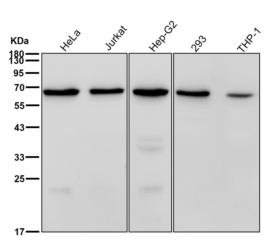 Syntaxin binding protein 1 Ab