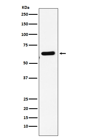 EHD1 Ab