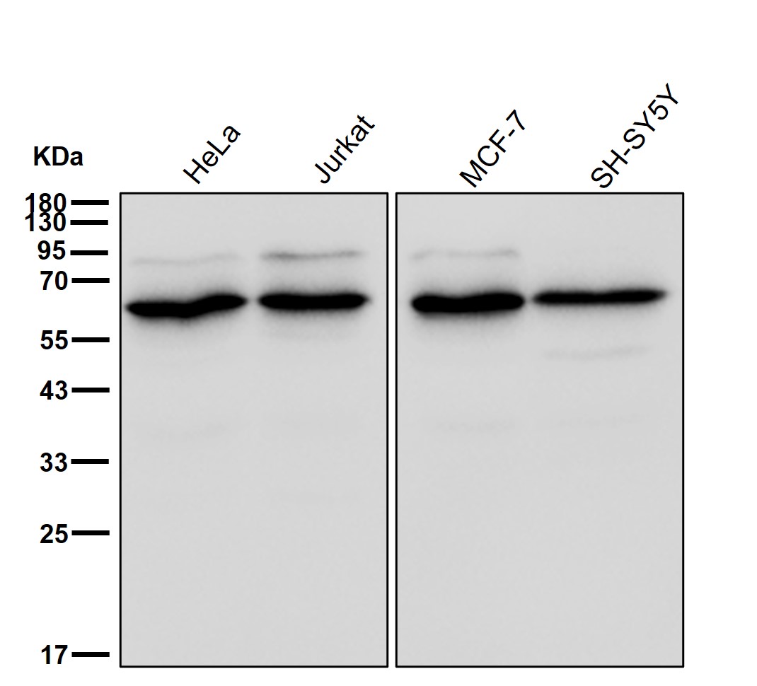 EHD1 Ab