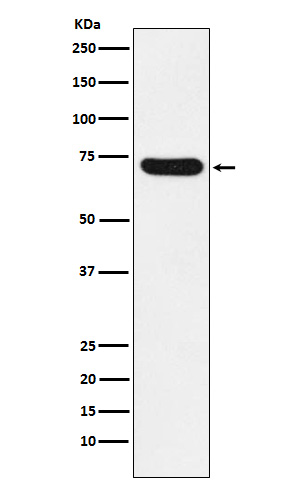 NOXA2 Ab