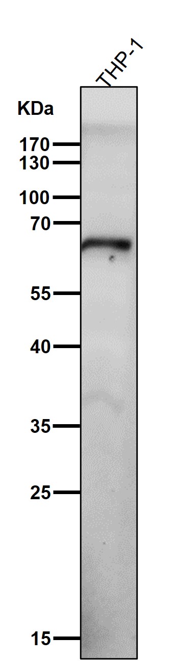 NOXA2 Ab