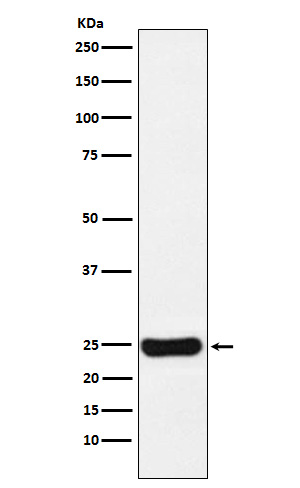 Cathepsin S Ab