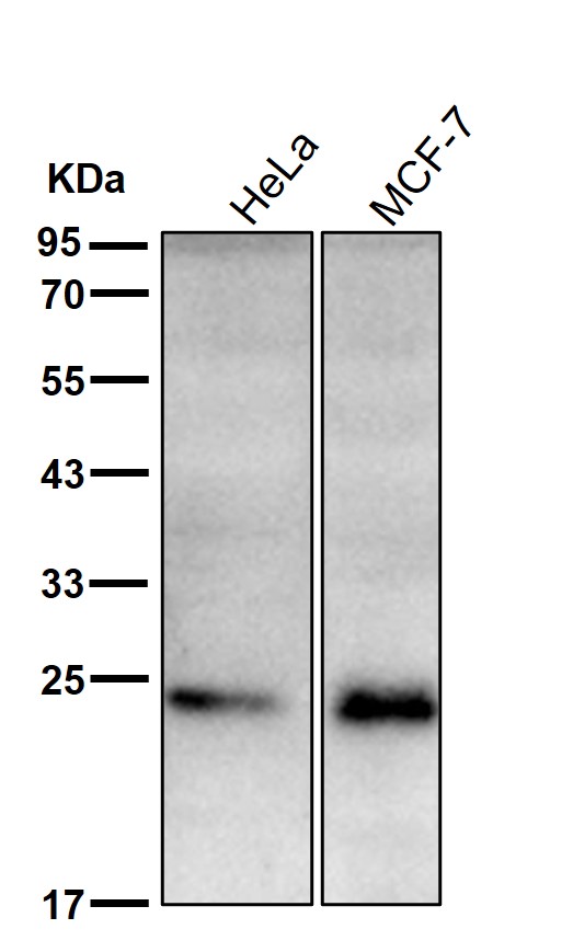 Cathepsin S Ab