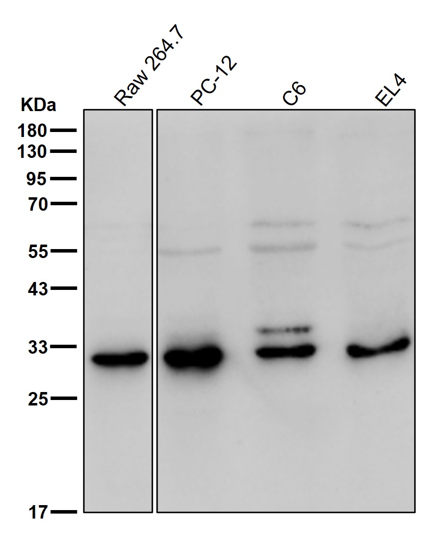 Tropomyosin 1 Ab