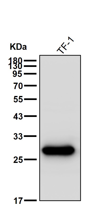 Carbonic anhydrase 1 Ab