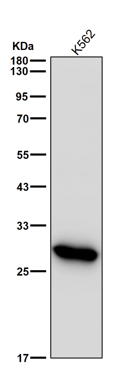 Carbonic anhydrase 1 Ab