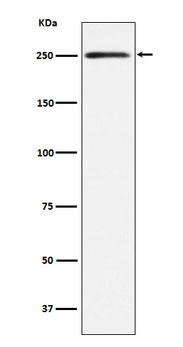 Myosin heavy chain 11 Ab