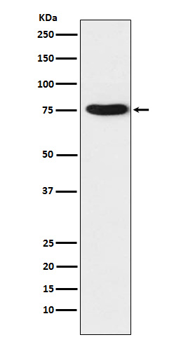 Hsp75 Ab