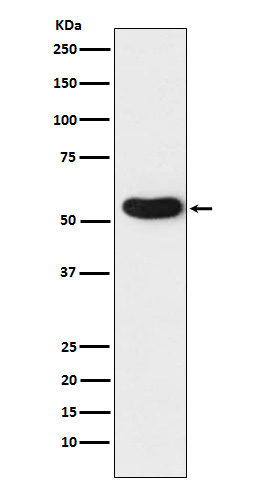 CHRNA5 Ab