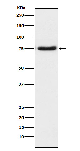 Netrin 1 Ab