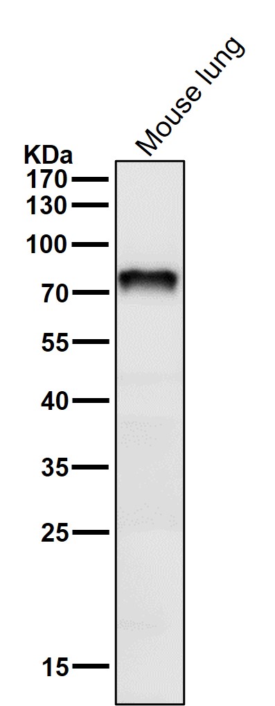 Netrin 1 Ab