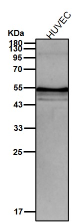 IL 13 receptor alpha 1 Ab