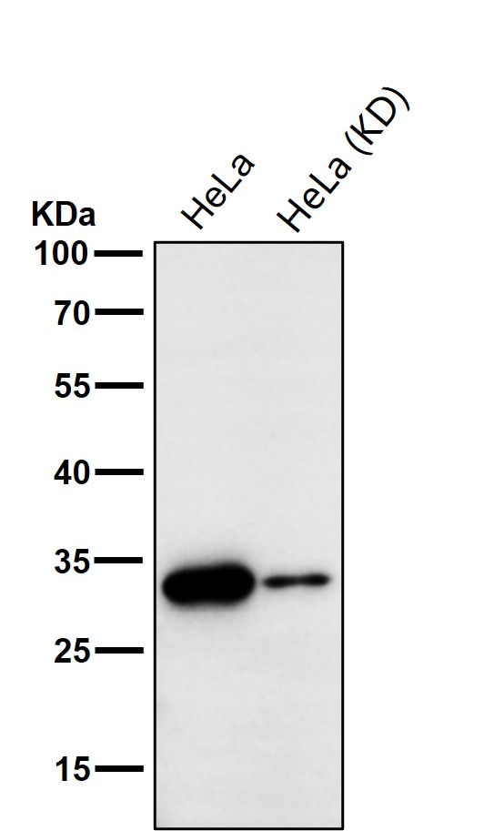 PSMA1 Ab