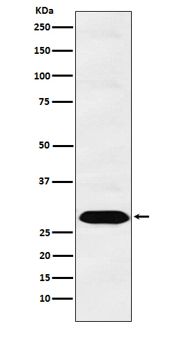 PSMA1 Ab