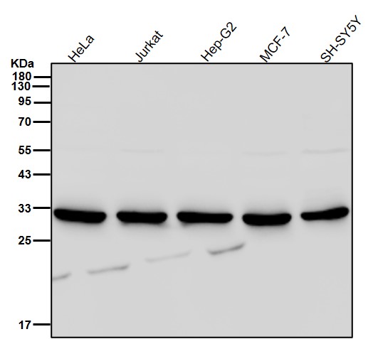 PSMA1 Ab