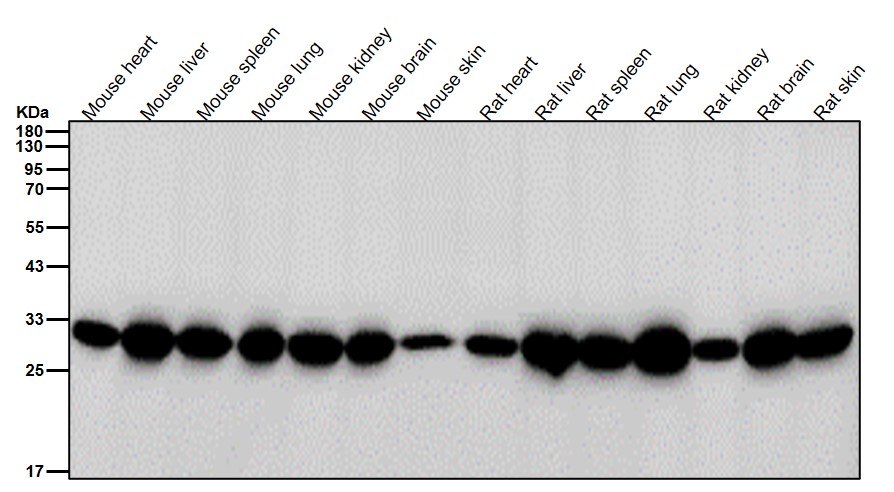 PSMA1 Ab