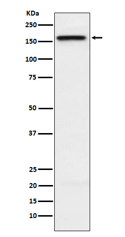 Chromokinesin A Ab