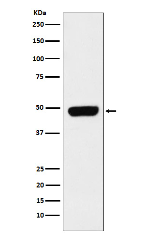 Pannexin 1 Ab