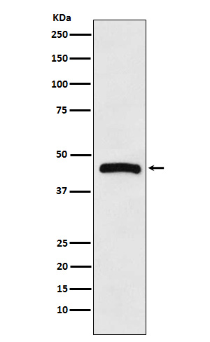 Histamine H3 receptor Ab