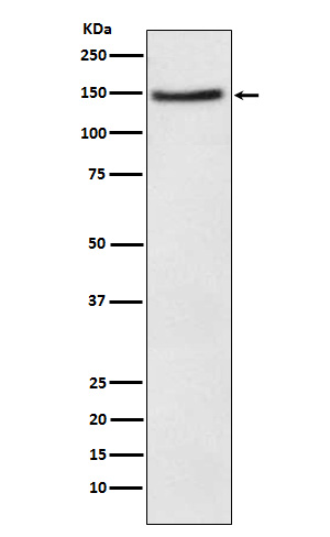 NPC1L1 Ab