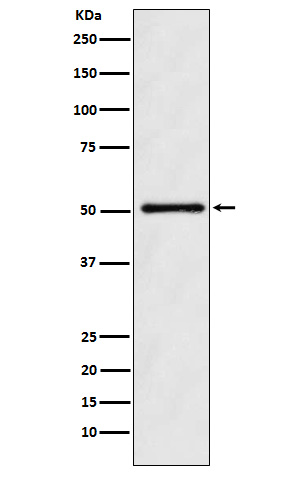 Ornithine decarboxylase Ab