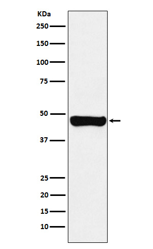 RCC1 Ab