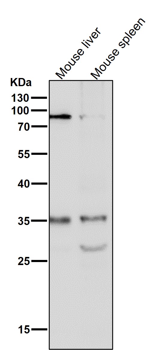 p-Nucleophosmin (S125) Ab