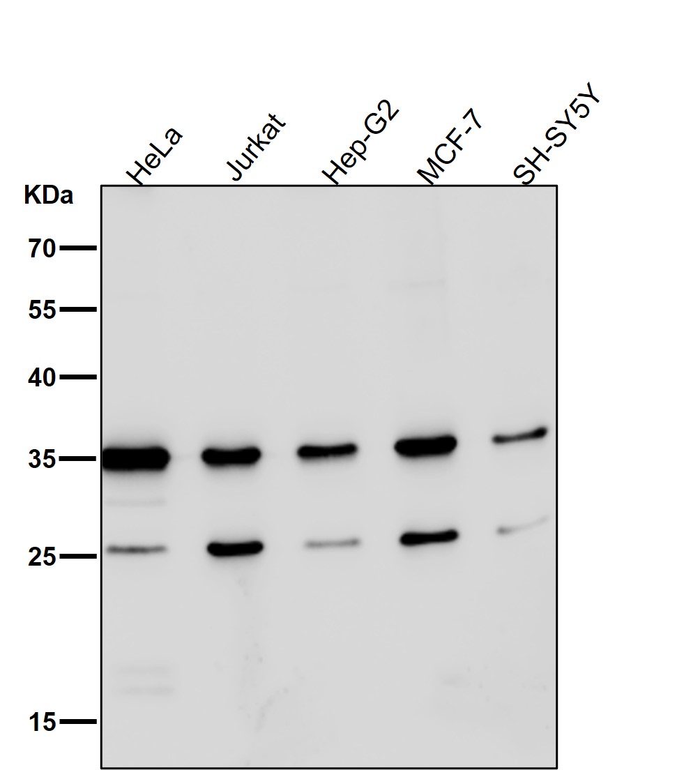 p-Nucleophosmin (S125) Ab