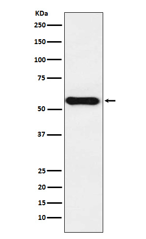 Cytochrome P450 1A2 Ab