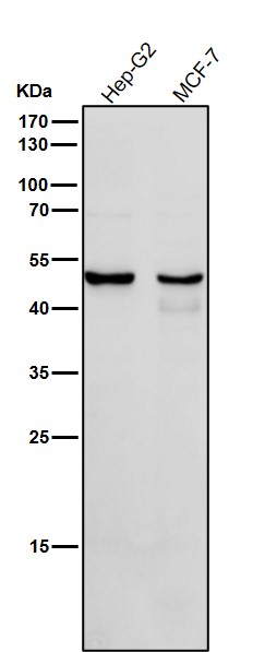 Cytochrome P450 1A2 Ab