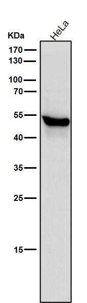 Cytochrome P450 1A2 Ab