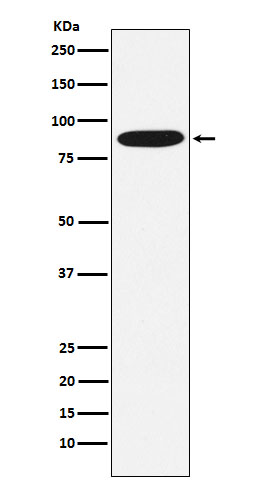 MST1 Ab