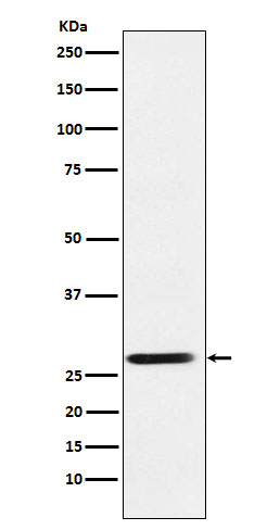 SRD5A2 Ab