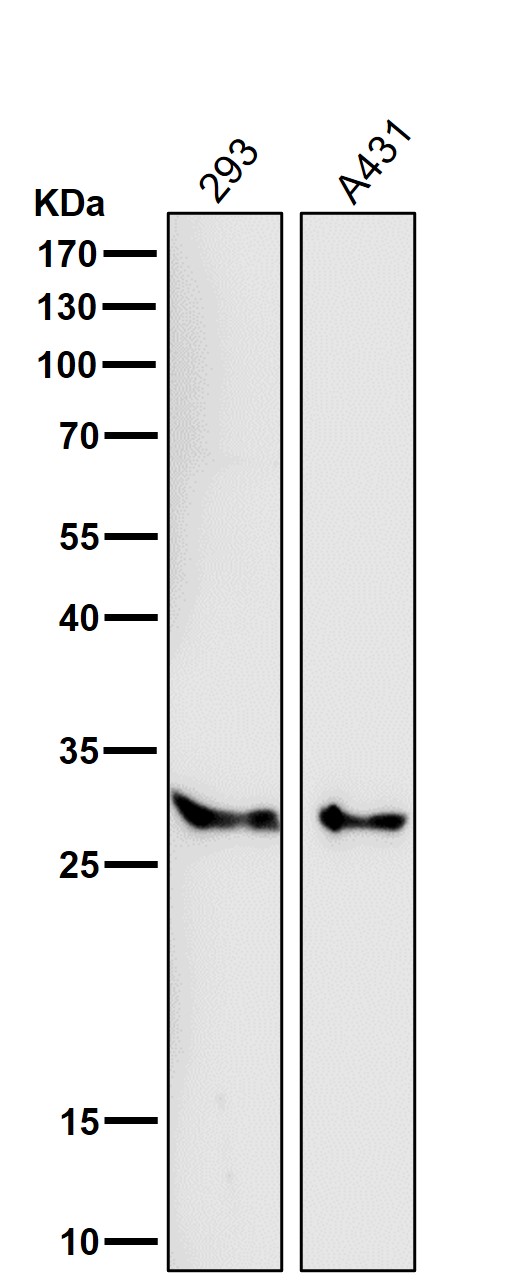 SRD5A2 Ab