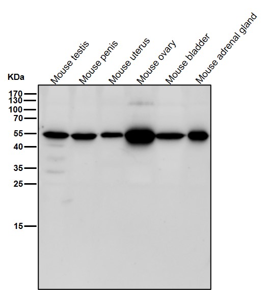 Cytochrome P450 17A1 Ab