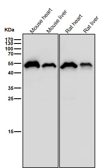 Cytochrome P450 17A1 Ab