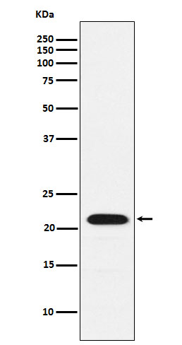 CBF beta Ab