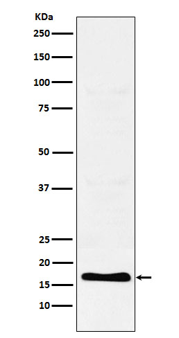 Trefoil factor 2 Ab