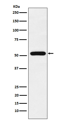 TAB1 Ab