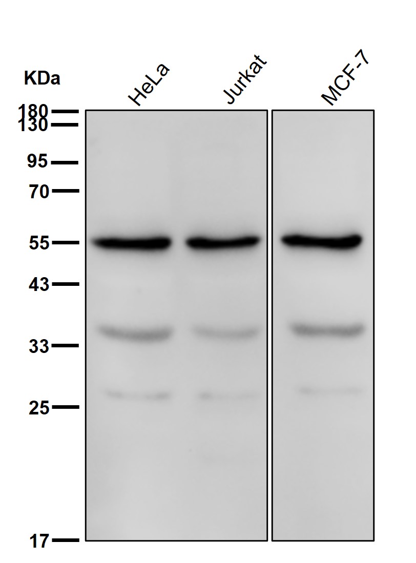 TAB1 Ab