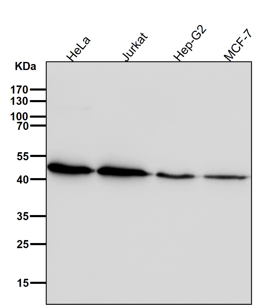 Hepatitis A virus cellular receptor 1 Ab