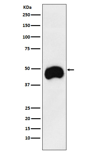 CD2 Ab