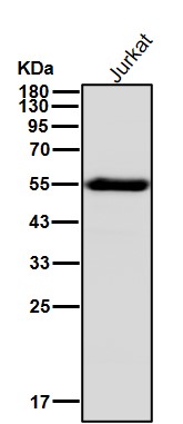 CD2 Ab