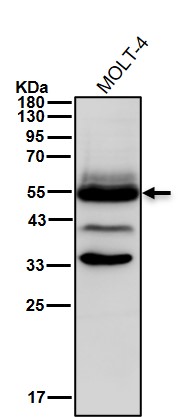 CD2 Ab