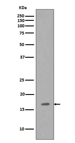 Osteocalcin Ab