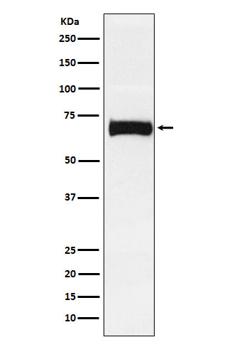 Nectin 2 Ab