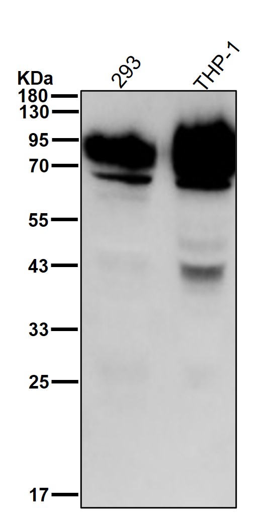 Nectin 2 Ab