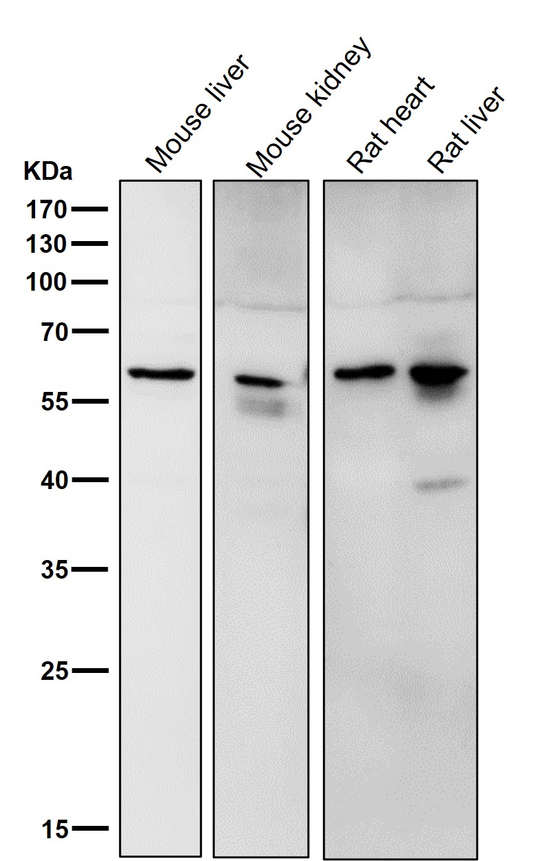 IGF2BP2 Ab